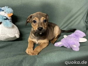 *ERFAN* - lieb, fröhlich, verspielt