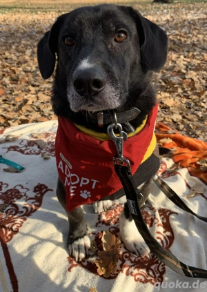 Kian   kluger junger Charakterhund