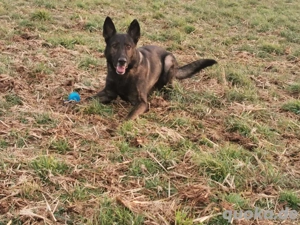 Deutsche Schäferhundwelpen Bild 2