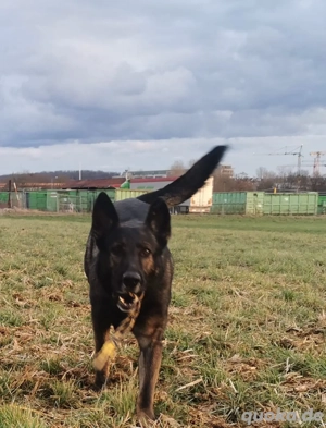 Deutsche Schäferhundwelpen Bild 3