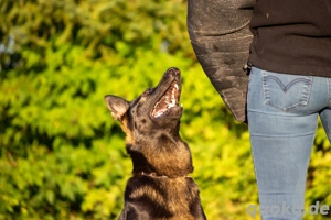 Deutsche Schäferhundwelpen Bild 5