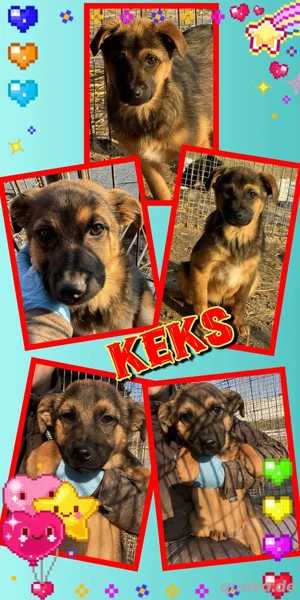 Süßer Keks - bald auf Pflegestelle!