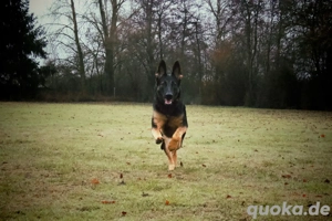 Deutsche Schäferhundwelpen Bild 4