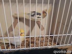 Nymphensittich Hähne 