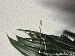 Erotische diskrete treffen Gesuch fic an Go Familie 