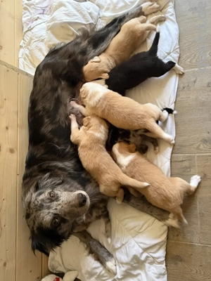 Australien Shepherd -Border Collie Welpen 