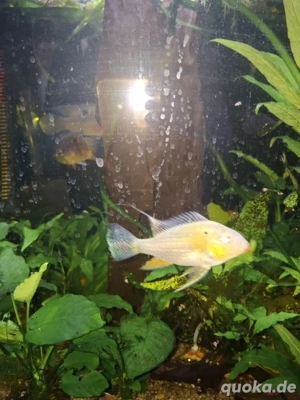 Diverse Fische abzugeben 