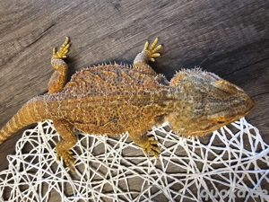 Bartagame Weibchen handzahm Bild 2