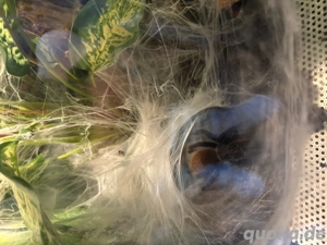 Vogelspinne Weibchen komplett mit Terrarium Cyanblaue Venezuela-Vogelspinne 