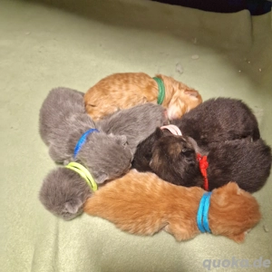 BKH Kitten mit Stammbaum 