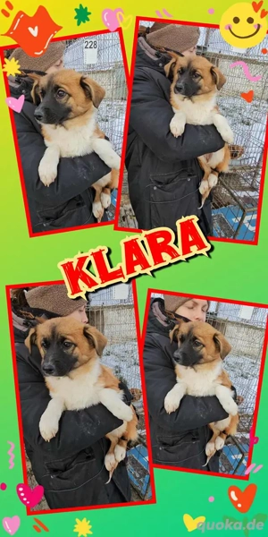 zuckersüßes Welpenmädchen "Klara" sucht ein liebevolles Zuhause 