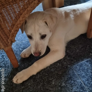 Molly sucht Traumzuhause