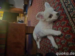 kleiner supersüßer Chihuahua rüde 10wochen