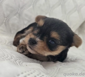 Kleine Biewer Terrier, Yorkshire Terrier Welpen