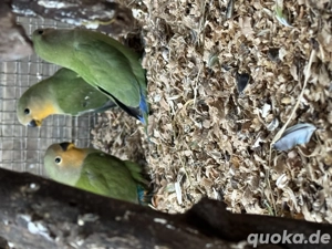 Junge Rosenköpfchen