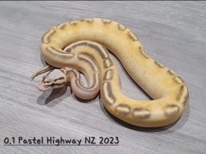 Köpy weibchen zu verkaufen 