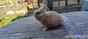 Zwergkaninchen Farbenzwerg Typ B Separator & Zwergwidder Perlfeh, Wild (Schlappohr)