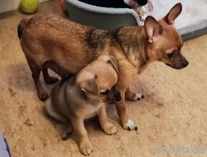 Russische toy Terrier Chihuahua Welpen suchen einen Platz für immer
