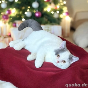 Schöne BKH Britisch Kurzhaar Kitten, tragen odd eyed