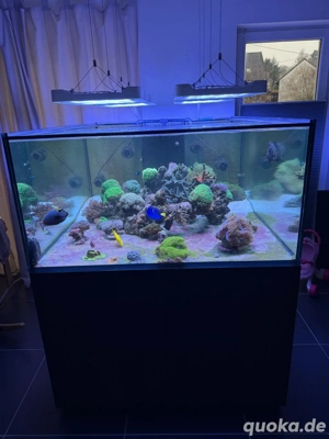 Meerwasser Aquarium inc Technik (keine tiere) Bild 3