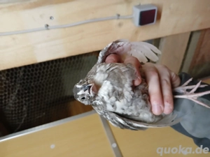 Japanische Legewachteln verschiedene Farbschläge henne hahn