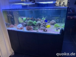 Meerwasser Aquarium inc Technik (keine tiere) Bild 2