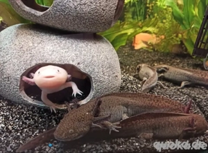 Axolotl Nachwuchs 