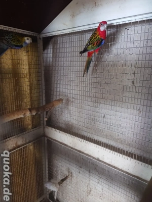 1 Paar Prachtrosella und 1 Paar Blassköpfe