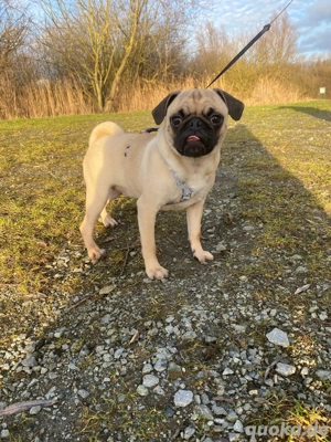 Mops welpen Mopswelpen(Update eine Hündin ist noch frei)