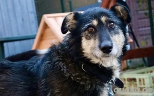 Sanfter Wuschelkopf Star wartet auf ihr Wunder Bild 2