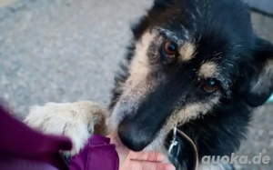 Sanfter Wuschelkopf Star wartet auf ihr Wunder Bild 8