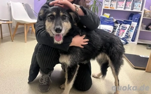 Sanfter Wuschelkopf Star wartet auf ihr Wunder Bild 6