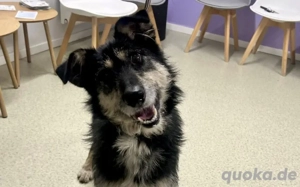 Sanfter Wuschelkopf Star wartet auf ihr Wunder Bild 4