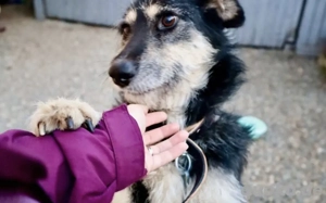 Sanfter Wuschelkopf Star wartet auf ihr Wunder Bild 3