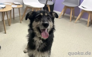 Sanfter Wuschelkopf Star wartet auf ihr Wunder Bild 5