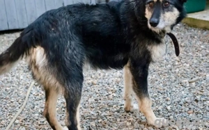 Sanfter Wuschelkopf Star wartet auf ihr Wunder Bild 9