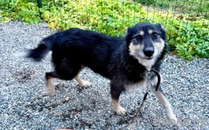 Sanfter Wuschelkopf Star wartet auf ihr Wunder Bild 10