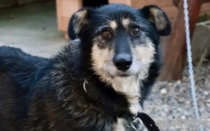 Sanfter Wuschelkopf Star wartet auf ihr Wunder Bild 7