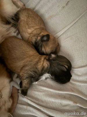 Chihuahua-Welpen Langhaar unsere welpen sind da