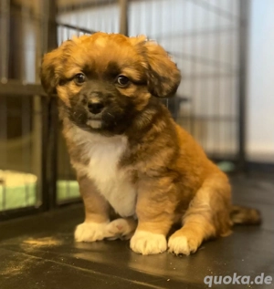 Welpe Moritz zuckersüß , geb. 21.11.2025