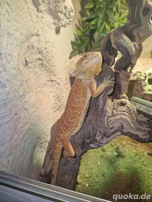 Bartagamen zu verkaufen