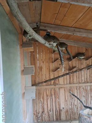 Amherstfasane zu verkaufe 