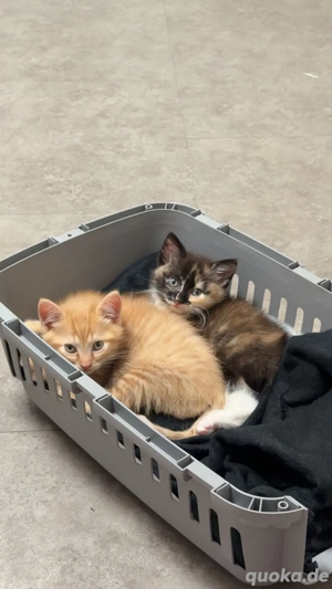 Zwei Kitten zu verkaufen