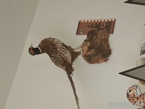 Ausgestopfter jagdfasan 