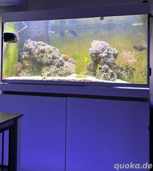 EHEIM Aquarium Kombination incpiria marine 430