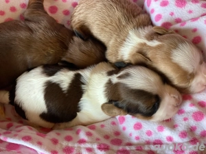 Havaneser Welpen mit Stammbaum  