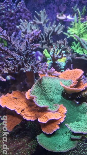 Rote Montipora Platte Meerwasser Koralle