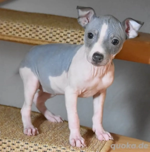 American Hairless Terrier Welpen