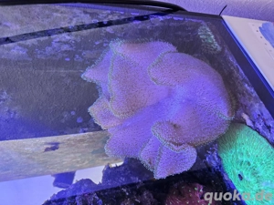 Meerwasser Aquarium Korallen Ableger 