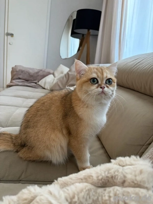 Bkh Katze (weiblich) 